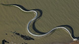 Serpent d'océan | snake structure | france  | sea serpent skeleton | Nantes | art |Monstor structure