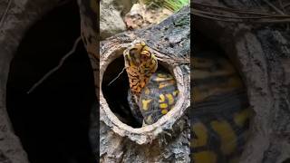 World's Most Personable Turtle! #shorts #turtle