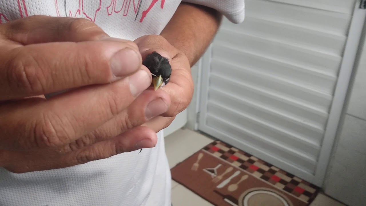 Retirada de broca no coleira