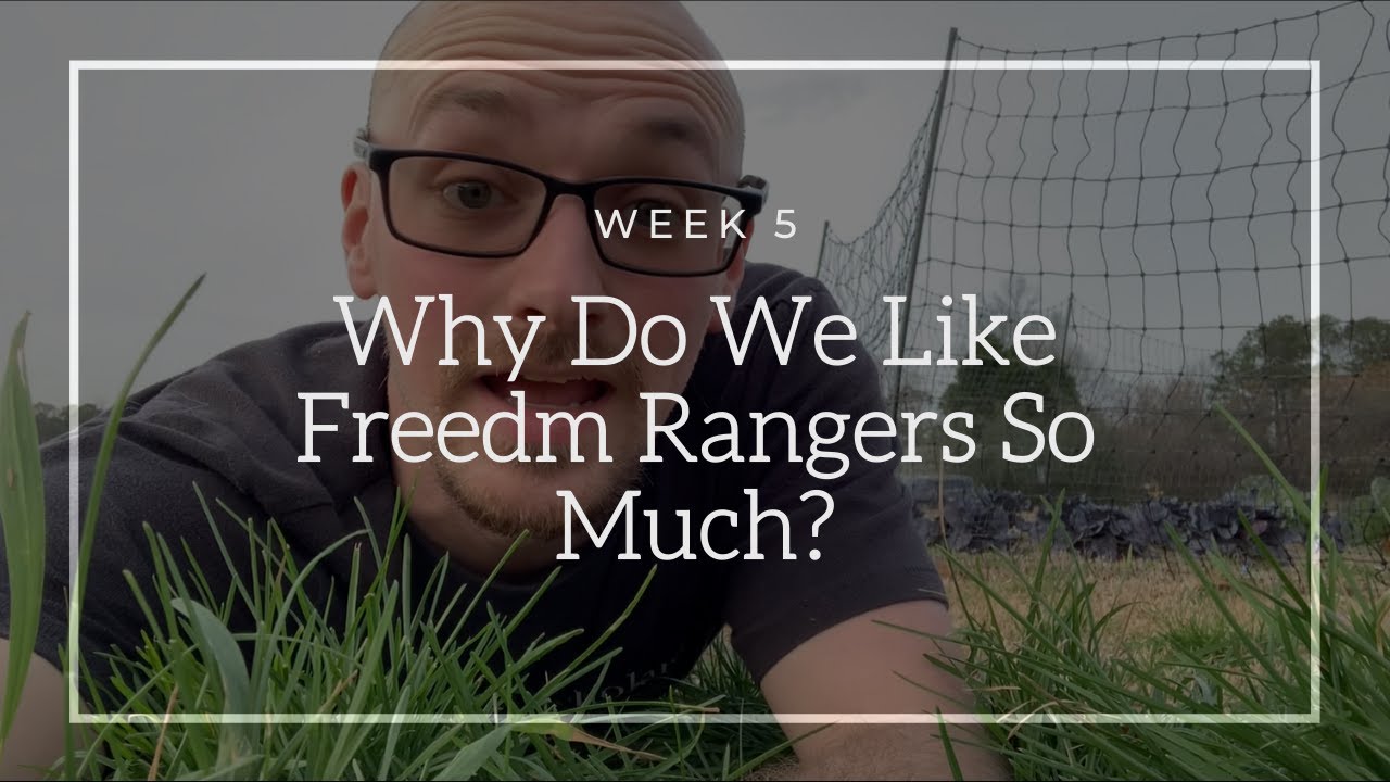 Why Do We Love Freedom Ranger So Much - Raising Your Own Freedom