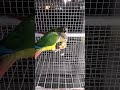 #birds#yellow said konur