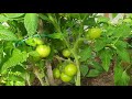 Формируем томаты в теплице просто  Высокорослые и низкие  по разному Как обрезаю листья