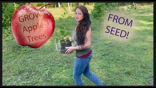 Growing Apple Trees From Seed  New To Homesteading