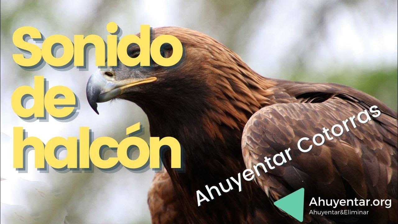 Орел беркут клюв. Найти орлиных. Кости орла. Солнечный орел. Орлан символ сша анфас.