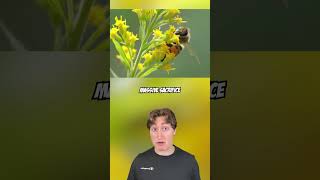 Why Bees Die After Stinging You #Shorts