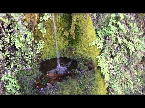 Vídeo: Gerd Del Bosc (12 Fotos): En Quins Boscos Creixen Les Baies Silvestres? Descripció De Fulles I Matolls. Com és El Gerd Silvestre Petit?