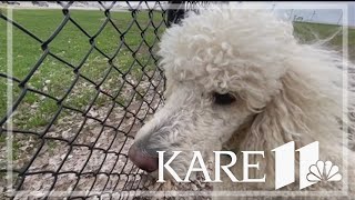 Veterinarians work to prevent canine influenza from spreading, encourage dog owners to take caution