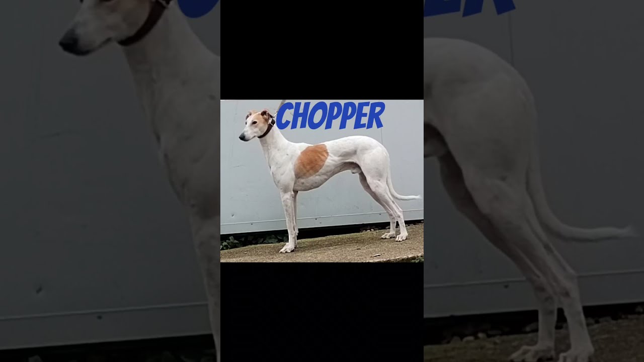 Hare coursing chopper 