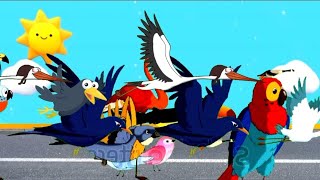 Bird Stampede Animal Stampede Videos