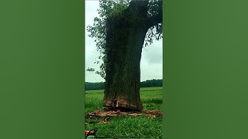 An accident occurred while logging #satisfying  #asmr  #tree  #oddlysatisfyingvideo  #fypシ