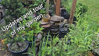 bonsai garden tour