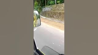 dodo wong lucu lan kemayu