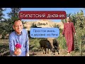 Как живут на Ниле: правда жизни 😳Приключения в египетской деревне 🌴🌞