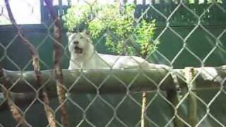 Vishnu The White Tiger