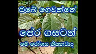 පේර වගාවේ රෝග pera wagawe roga Diseases of guava cultivation pera wagawa Home gardening ගෙවතු වගාව