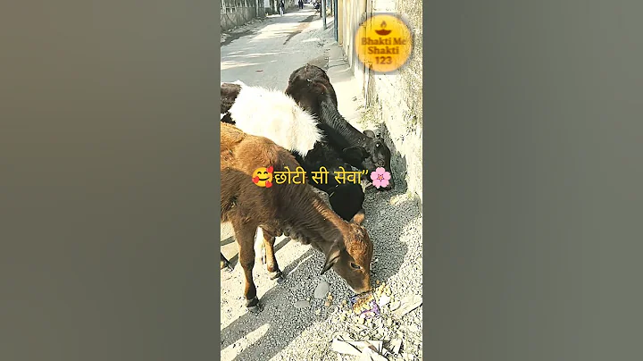 🙏Aaj Ki Chhoti Si Gau Seva | Gaumata Ka Pyar ✨#gauseva#gaumata#vanshok