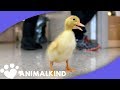 Baby duckling is the cutest teacher’s pet