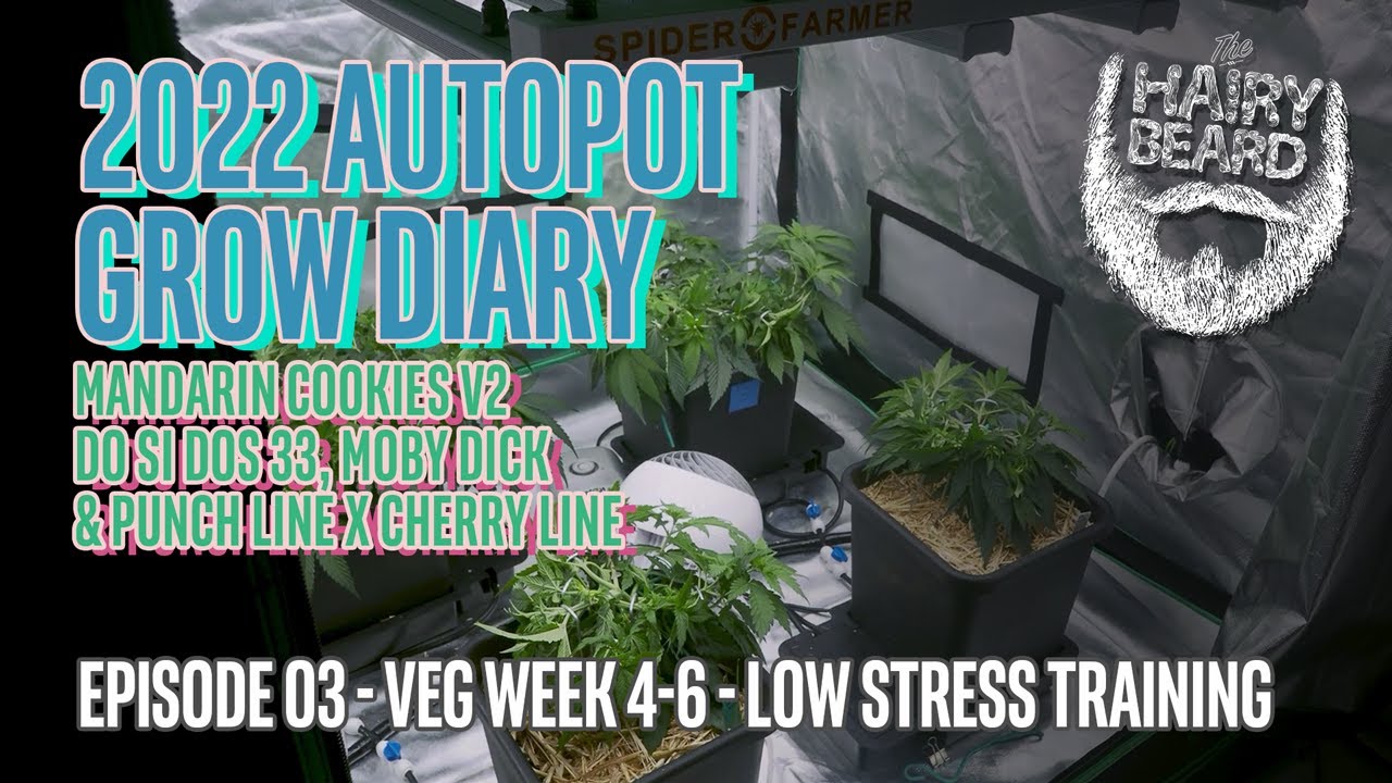 AUTOPOT 2022 CANNABIS GROW | Episode 03 - Veg Week 4-6 - Low Stress Training