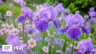 🌹 Flowers Surrounded by Nature in 4K | A Calm Musical Escape screenshot 5