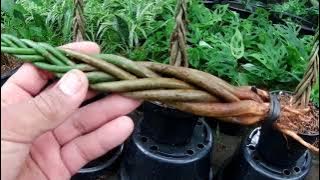 Cara Lilit Pachira Aquatica