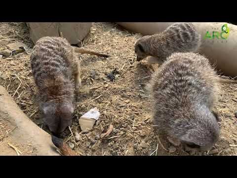 Meerkats | Diet and habitat | The ARC Centre