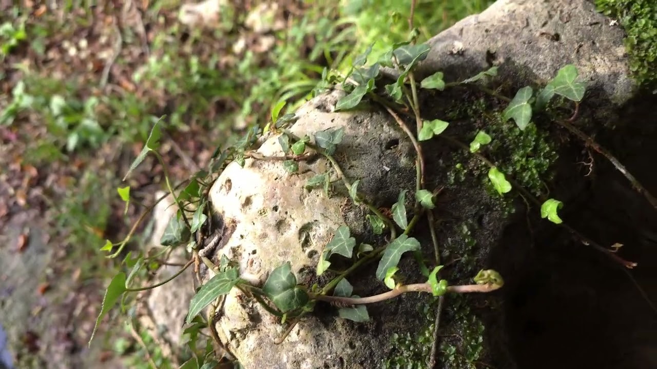 Kašteljir - Kanfanar