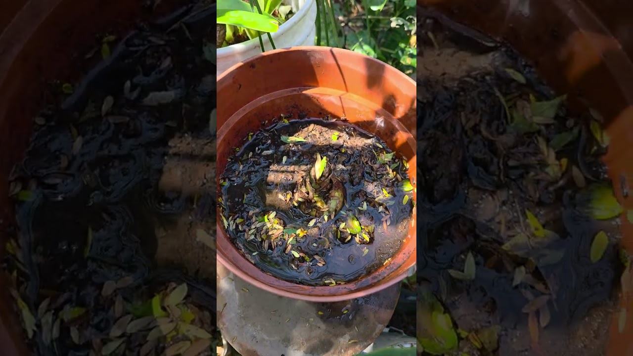 Las Azucenas. Apareció otro caracol y ya lo sacamos. Cuidaremos bien esta macetita.