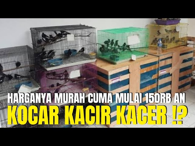 KOCAR KACIR KACER ! CUMA MULAI 150RB AN DI KIOS PASAR BURUNG PRAMUKA class=