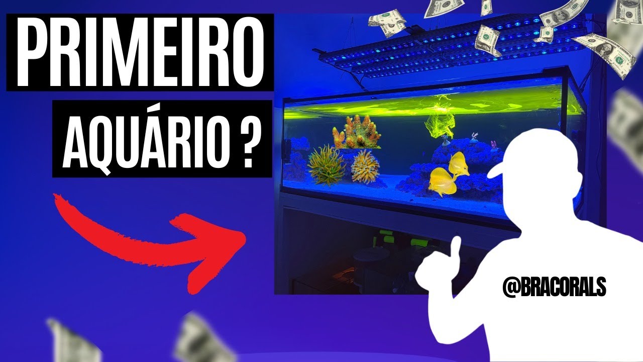 Quadro Visita Aquário Marinho 400L , Full Orphek ! (bracorals) YouTube