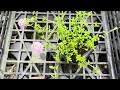 【宿根草】ジャコウソウの楽しみ方について