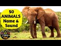 50 animals name and sound  english  animals for kids  watrstar