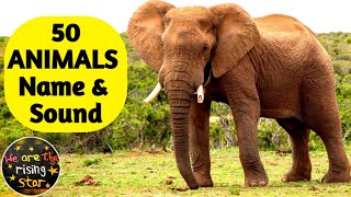 50 Animals Name and Sound | English | Animals for kids | WATRstar