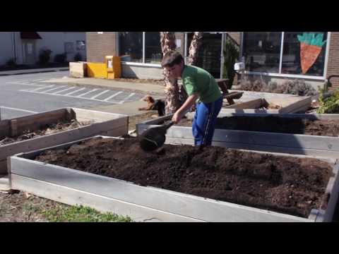 Video: Growing Potatoes In A Trench Way