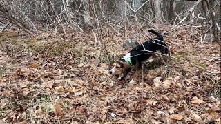 10 month old Chaos Soloing in the wild.    April 28, 2024