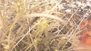 4000 Watt Blue Dream Day 14