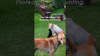 The Truth About Dogs In Islam Most People Are Wrong