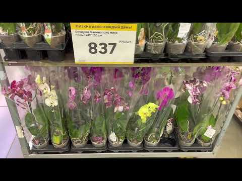 новый завоз орхидеи // обзор 3 полки ШИКАРНЫХ орхидей