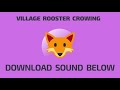 Village rooster crowing  sound effect