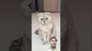 Billi ke gajab karname #funny #cat #video #cartoon #rost #love #cooking #cute #sadanimalfacts #fun