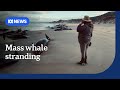 Unusual whale species strands on remote Tasmanian beach | ABC News