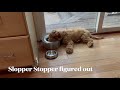 Slopper Stopper used by our 16 week Australian Labradoodle