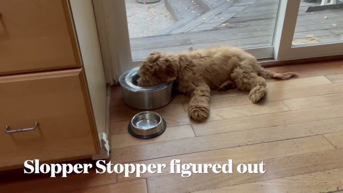 Slobber Stopper Review - Miami Pet Concierge