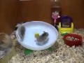 2 hamsters y una rueda, imposible no reírse!
