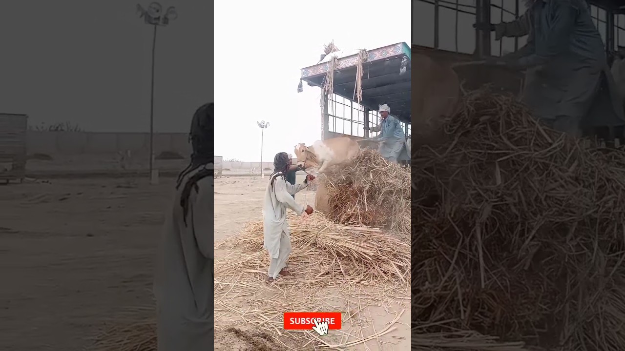 Dangerous Cow Unloading 