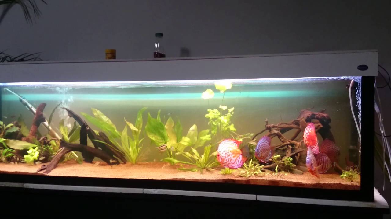 500 liters discus aquarium YouTube