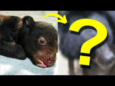 Family thought they were raising a puppy, 2 years later it turned out to be something completely dif
