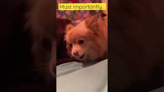 Pomeranian talents #dog #shorts