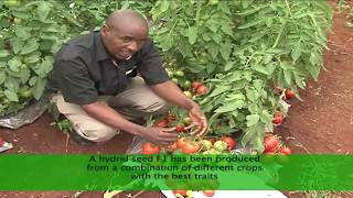 Kenya Farmer: Why you need Hybrid Seeds