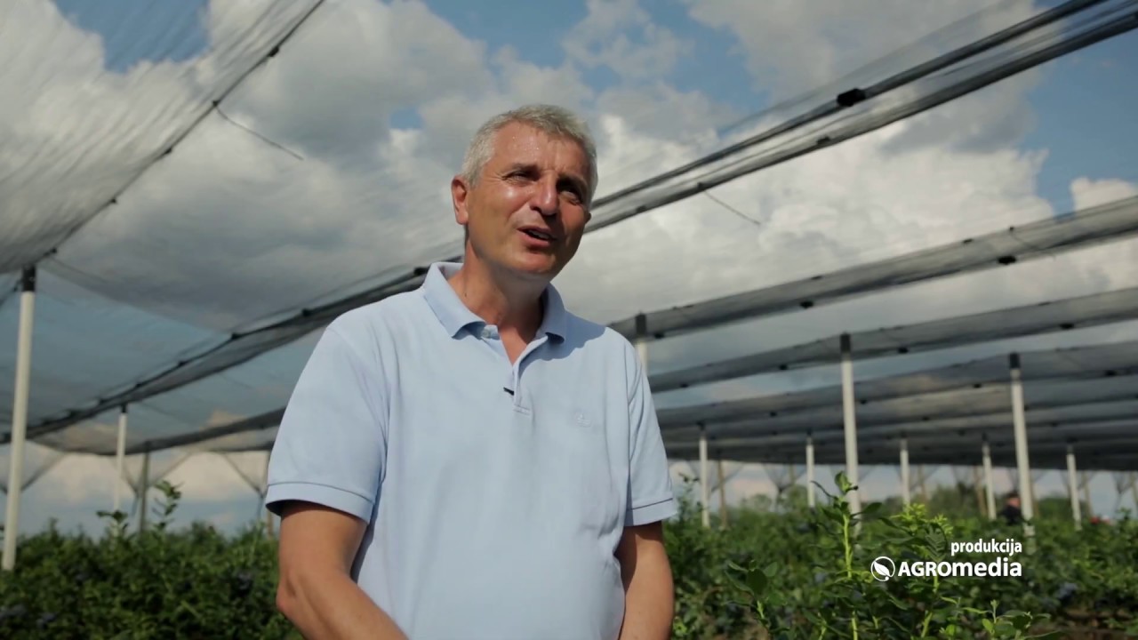 Ovo MORATE Znati! ISKUSTVA Ovog Uzgajivača Pokazaće vam KAKO da Podignete Zasad Borovnice OD NULE!