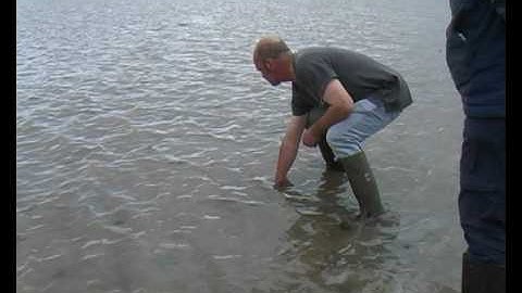 English Documentary: Catching razorfish